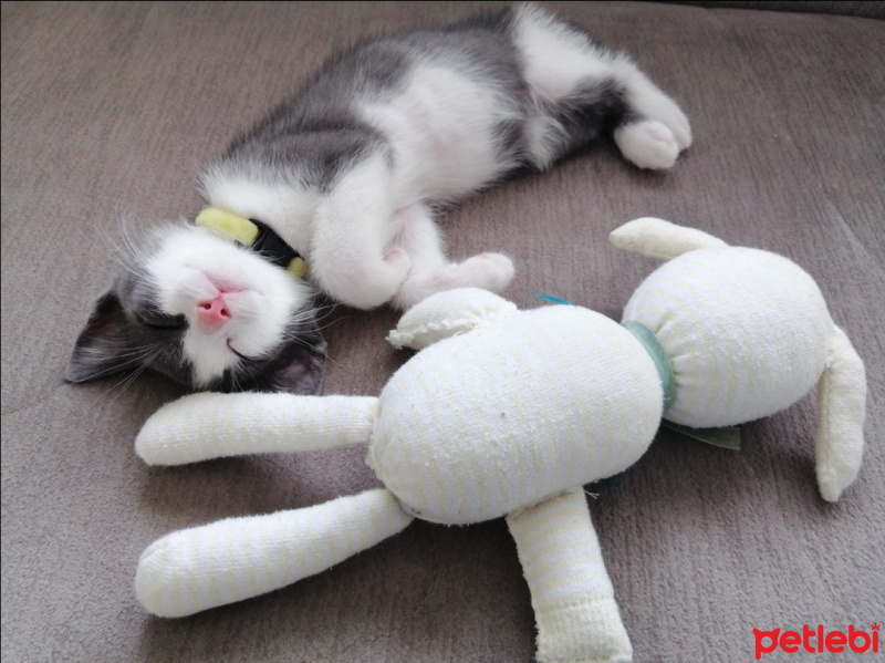 Tekir Kedi, Kedi  Bay Minti fotoğrafı