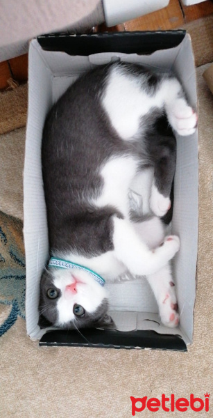 Tekir Kedi, Kedi  Bay Minti fotoğrafı