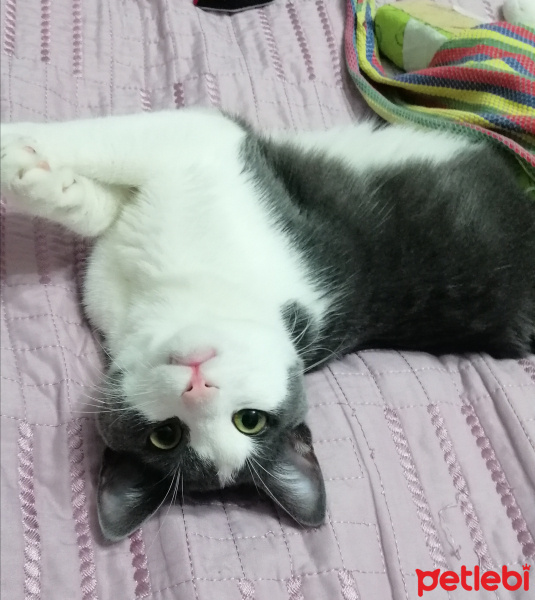 Tekir Kedi, Kedi  Bay Minti fotoğrafı