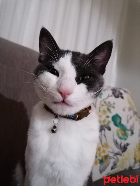 Tekir Kedi, Kedi  Bay Minti fotoğrafı