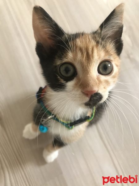 Tekir Kedi, Kedi  Cadı fotoğrafı