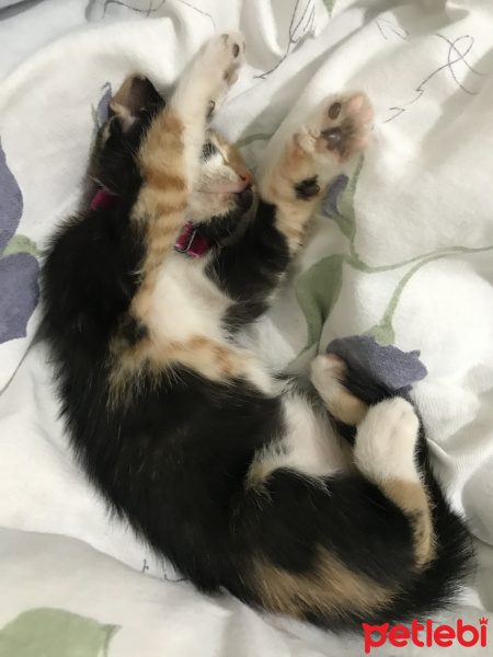 Tekir Kedi, Kedi  Cadı fotoğrafı