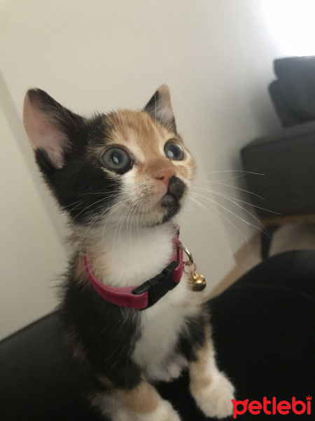 Tekir Kedi, Kedi  Cadı fotoğrafı