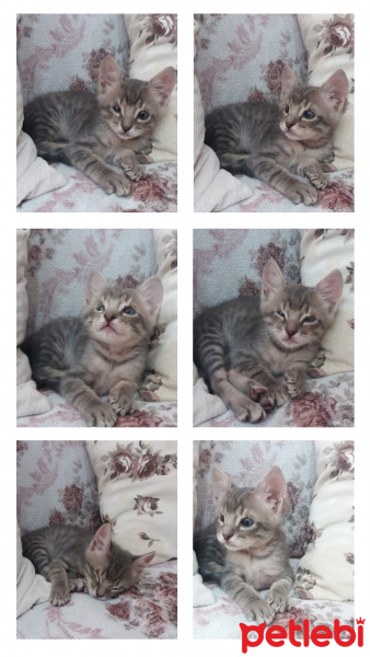 Tekir Kedi, Kedi  Minik fotoğrafı