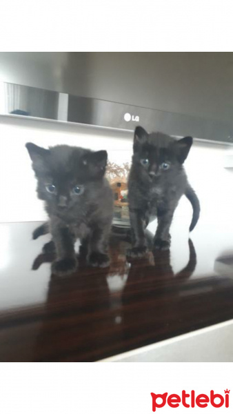 Tekir Kedi, Kedi  Zeytin fotoğrafı