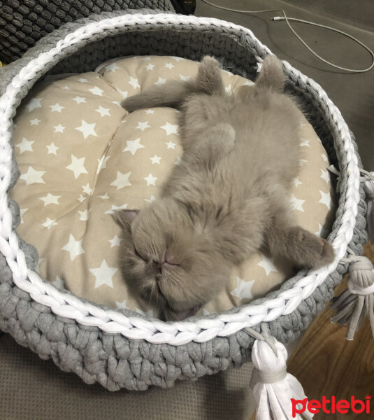 British Shorthair, Kedi  Kokoş fotoğrafı