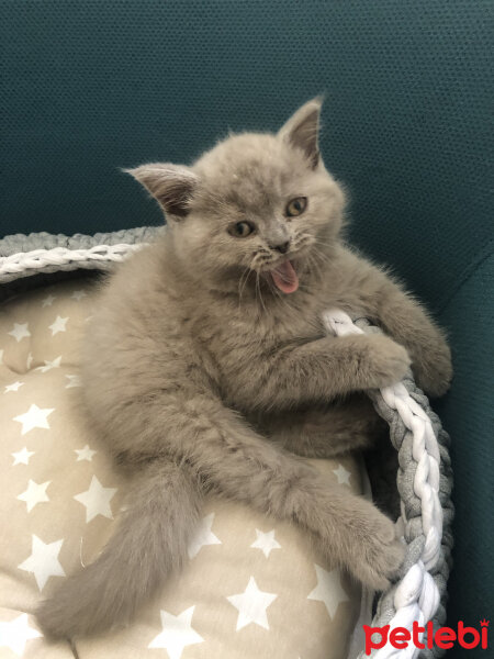 British Shorthair, Kedi  Kokoş fotoğrafı