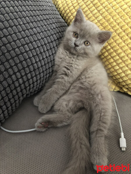 British Shorthair, Kedi  Kokoş fotoğrafı