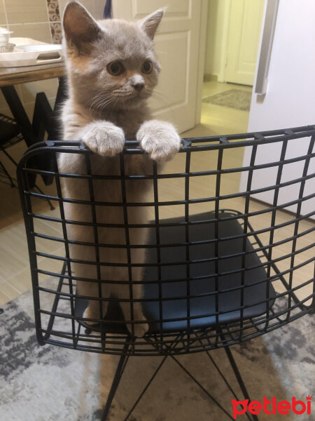 British Shorthair, Kedi  Kokoş fotoğrafı