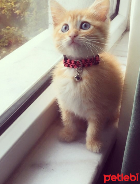 Sarman, Kedi  tarçın fotoğrafı