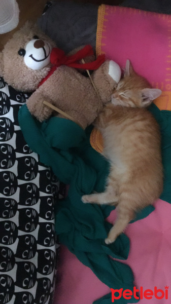 Sarman, Kedi  tarçın fotoğrafı