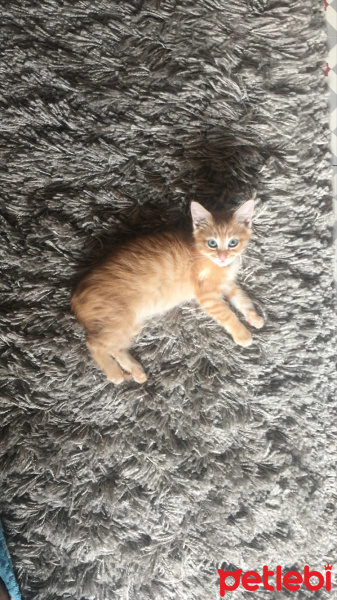 Sarman, Kedi  tarçın fotoğrafı