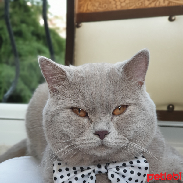 British Shorthair, Kedi  Concon fotoğrafı
