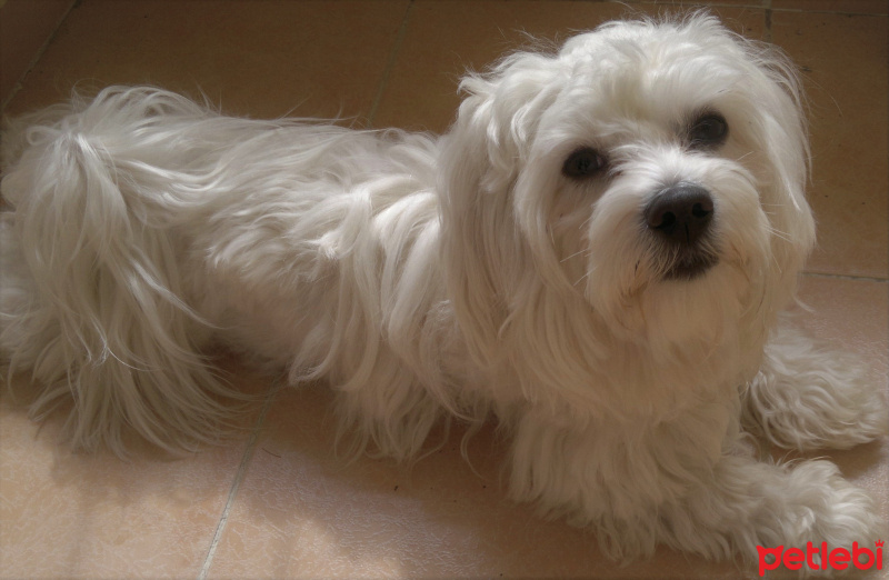Maltese, Köpek  Lokum fotoğrafı