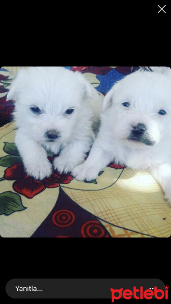 Maltese, Köpek  Şila fotoğrafı