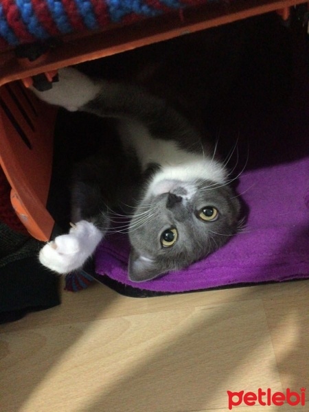 Tekir Kedi, Kedi  Duman fotoğrafı