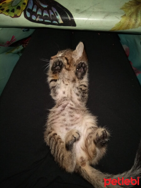 Tekir Kedi, Kedi  Fıstık fotoğrafı