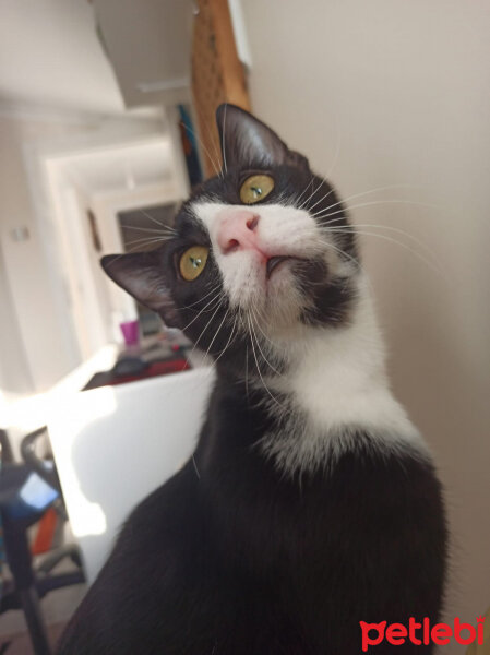 Tuxedo (Smokin) Kedi, Kedi  Misket fotoğrafı