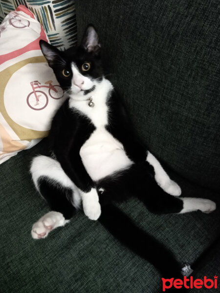 Tuxedo (Smokin) Kedi, Kedi  Misket fotoğrafı