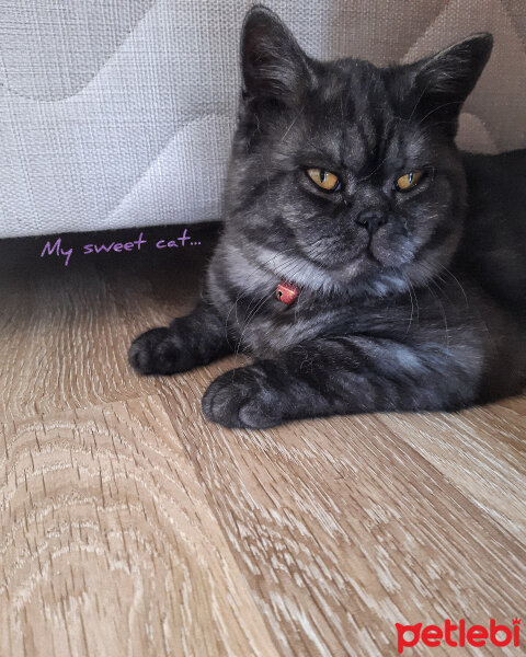 British Shorthair, Kedi  Oreo fotoğrafı