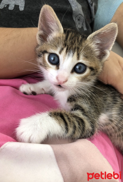 Tekir Kedi, Kedi  Zarife fotoğrafı