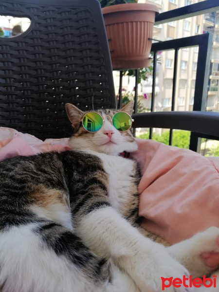 Tekir Kedi, Kedi  Misha fotoğrafı