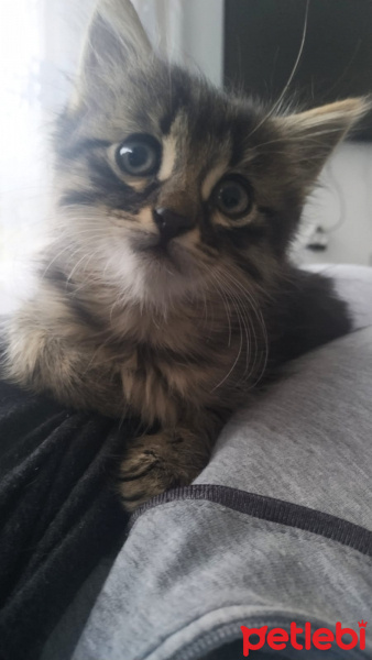 Tekir Kedi, Kedi  Çakıl fotoğrafı