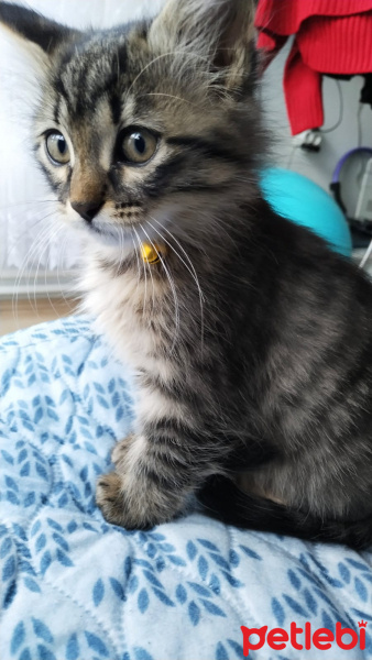Tekir Kedi, Kedi  Çakıl fotoğrafı