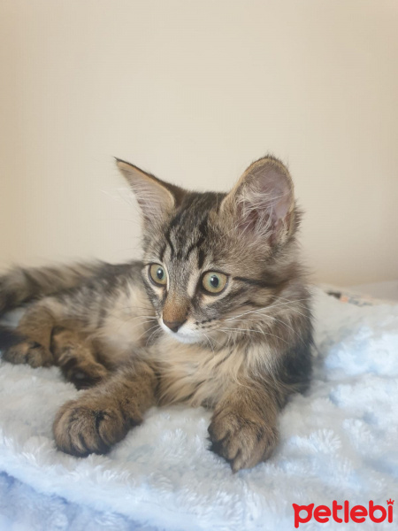 Tekir Kedi, Kedi  Çakıl fotoğrafı
