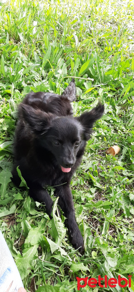 Chihuahua, Köpek  Cesur fotoğrafı
