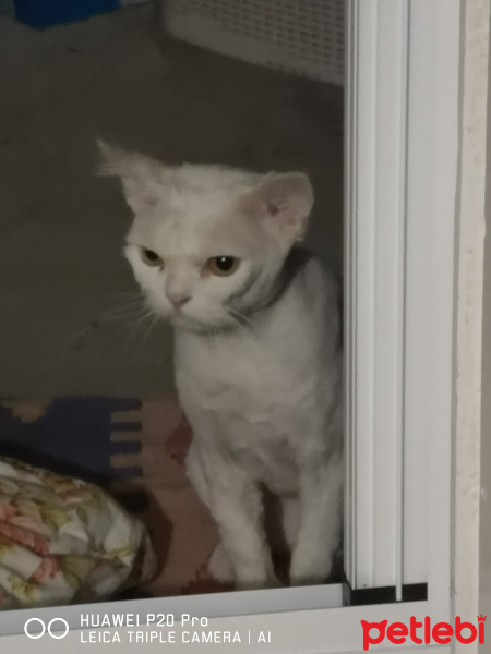 Chinchilla, Kedi  Dayı fotoğrafı