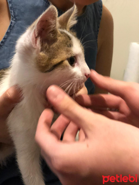 Tekir Kedi, Kedi  Rio fotoğrafı