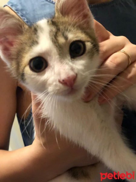 Tekir Kedi, Kedi  Rio fotoğrafı