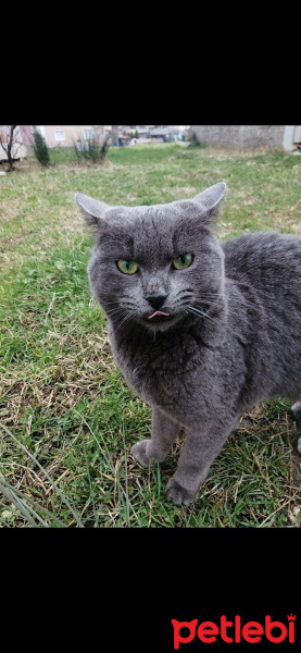 British Shorthair, Kedi  mia fotoğrafı