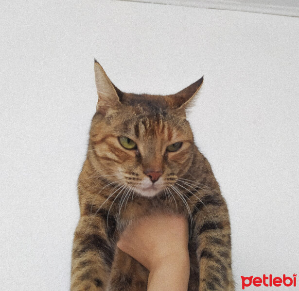 Tekir Kedi, Kedi  Ayı Yogi fotoğrafı