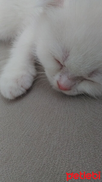 Scottish Fold, Kedi  Yumak fotoğrafı