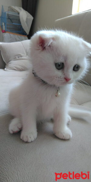 Scottish Fold, Kedi  Yumak fotoğrafı