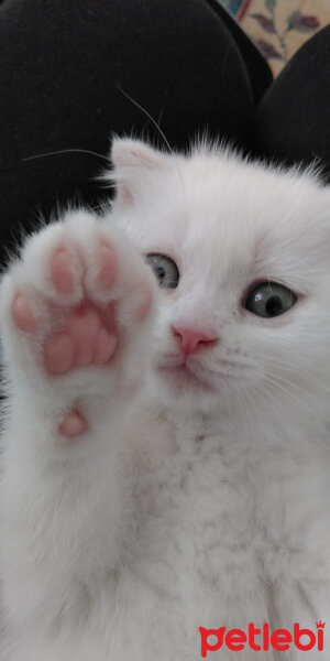 Scottish Fold, Kedi  Yumak fotoğrafı