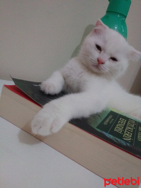 Scottish Fold, Kedi  Yumak fotoğrafı