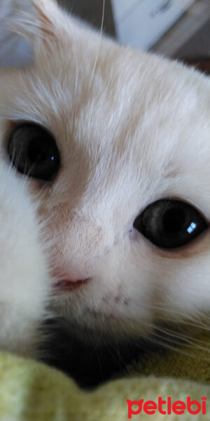 Scottish Fold, Kedi  Yumak fotoğrafı