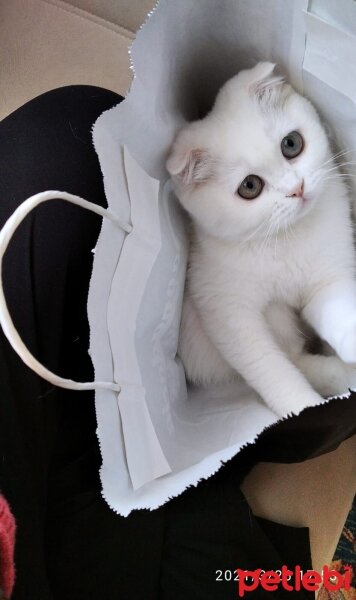 Scottish Fold, Kedi  Yumak fotoğrafı