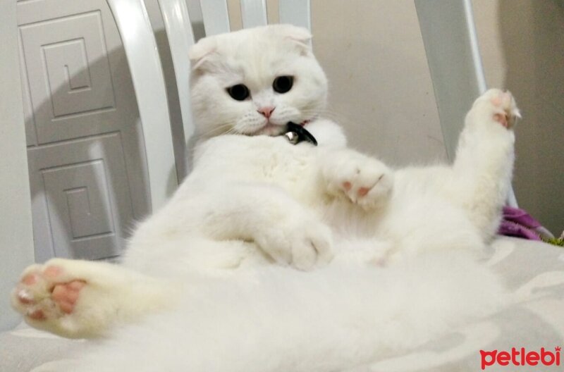 Scottish Fold, Kedi  Yumak fotoğrafı