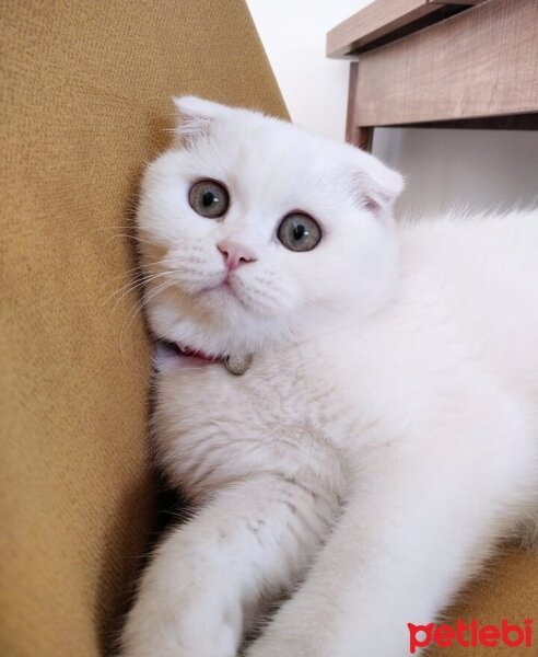 Scottish Fold, Kedi  Yumak fotoğrafı