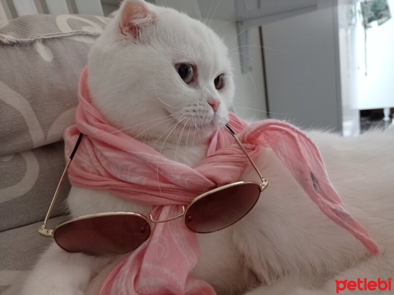 Scottish Fold, Kedi  Yumak fotoğrafı