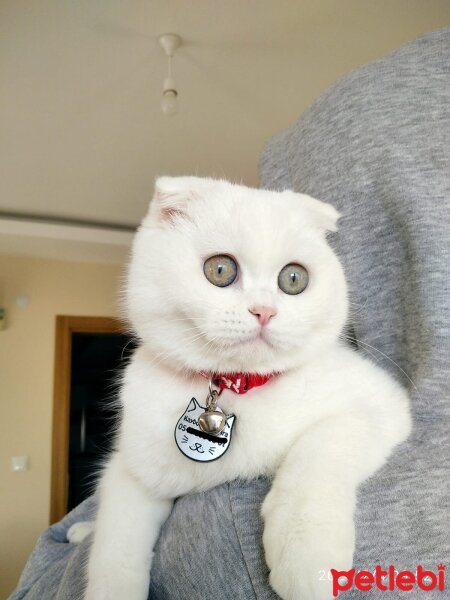 Scottish Fold, Kedi  Yumak fotoğrafı