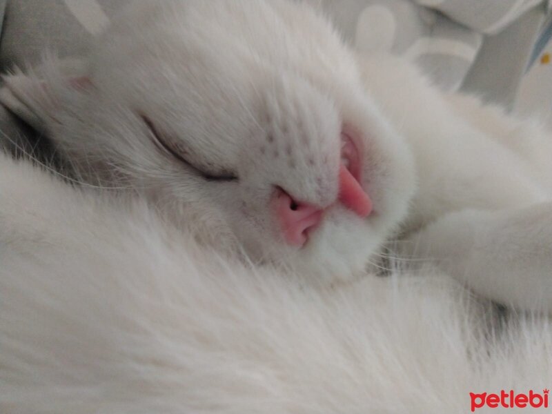 Scottish Fold, Kedi  Yumak fotoğrafı