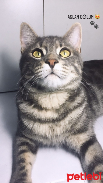 Tekir Kedi, Kedi  Paşa fotoğrafı