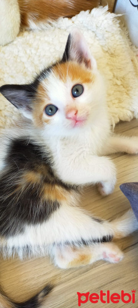 Tekir Kedi, Kedi  Lili fotoğrafı
