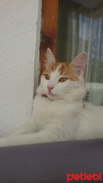 Tekir Kedi, Kedi  Prenses fotoğrafı