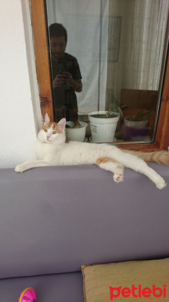Tekir Kedi, Kedi  Prenses fotoğrafı